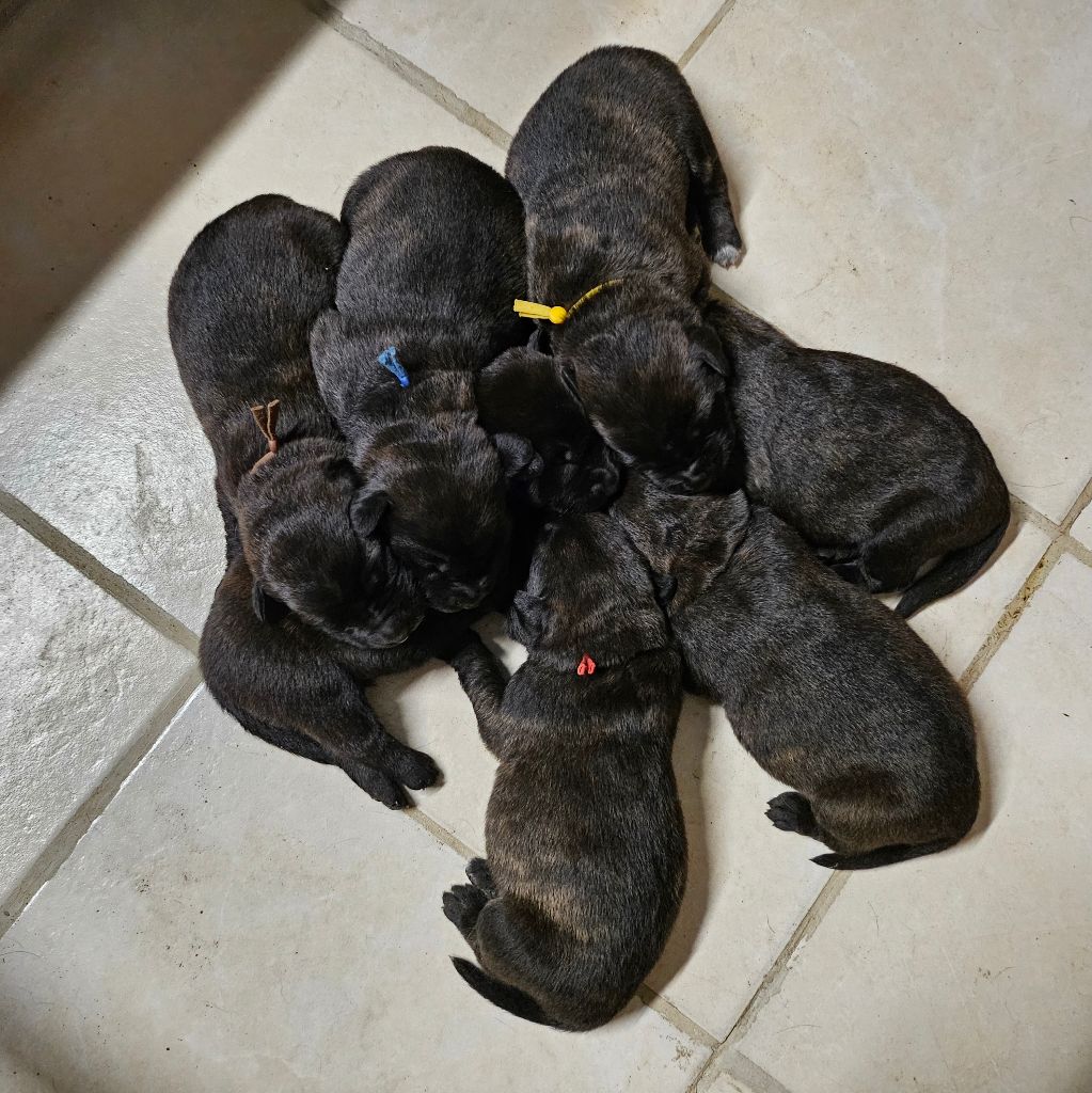 Chiot Cursinu de Bloux